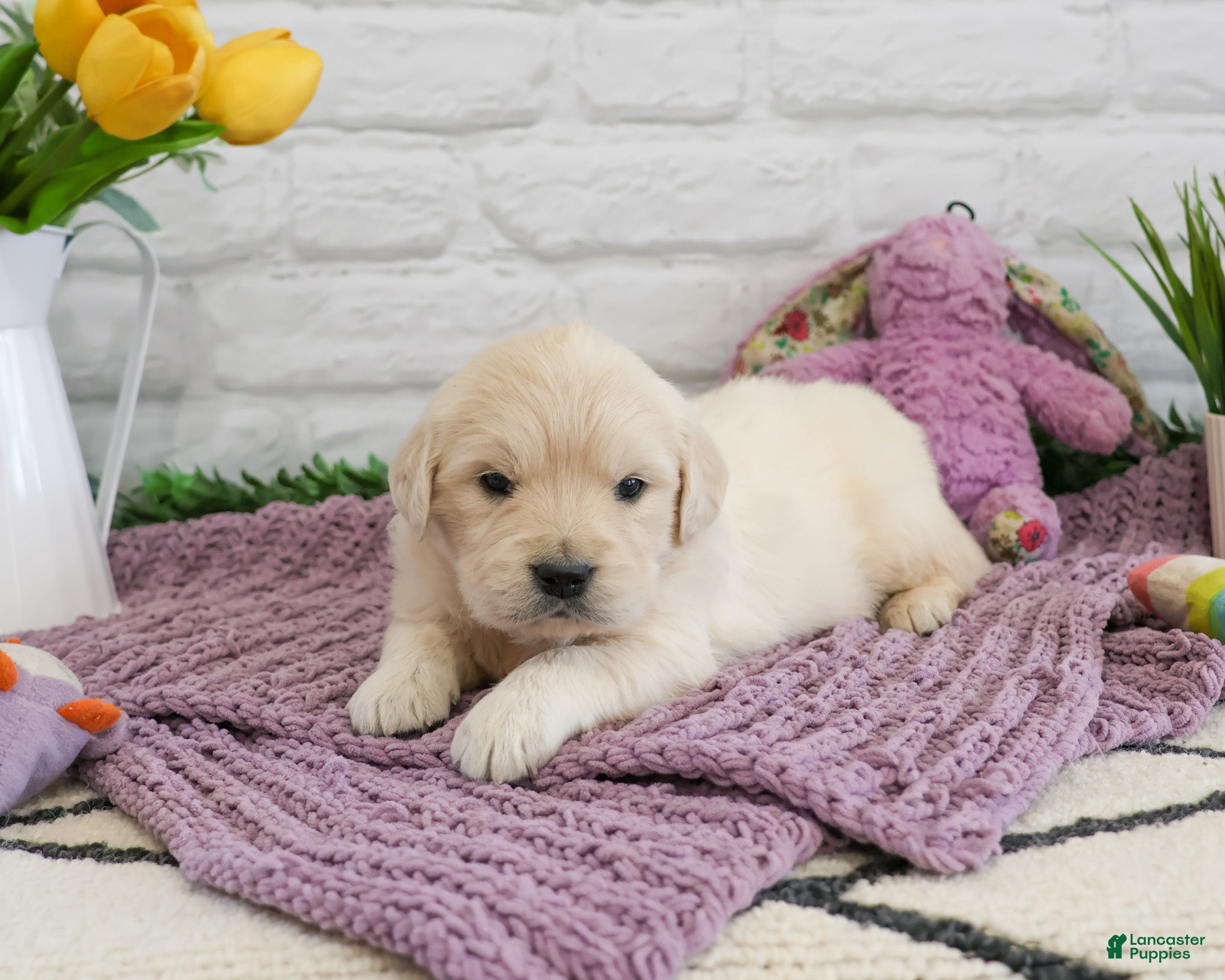 Golden Retriever dogs Virginia  - Ad 41
