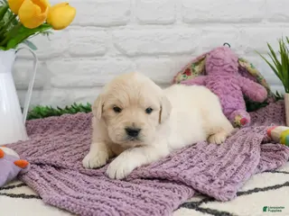 Golden Retriever dogs Virginia - Ad 41