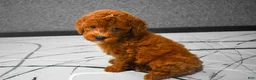 Miniature Poodle dogs for sale:  Lenny🐾 - Ad 3