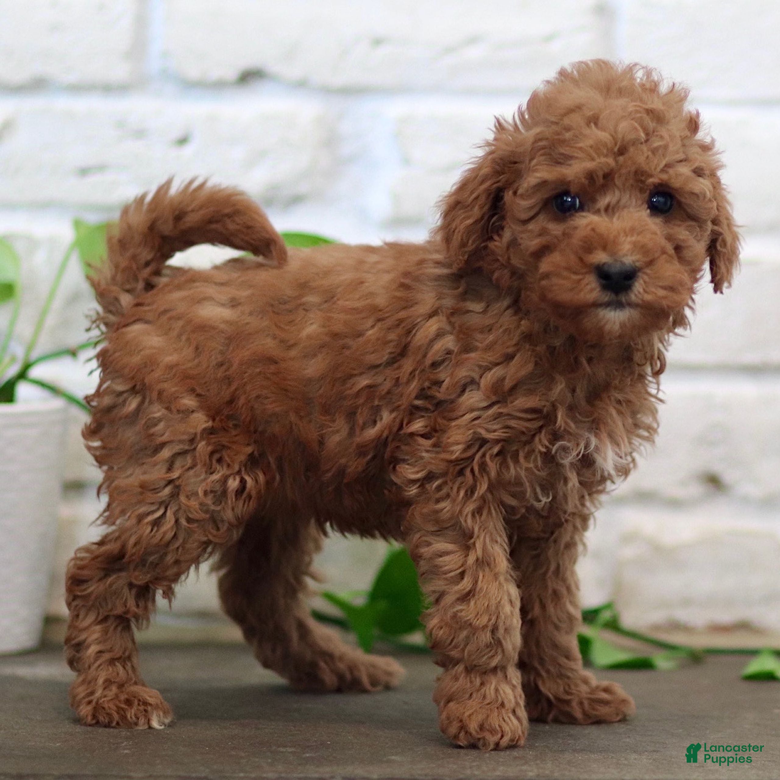 Mini Goldendoodle dogs Roxy  - Ad 1