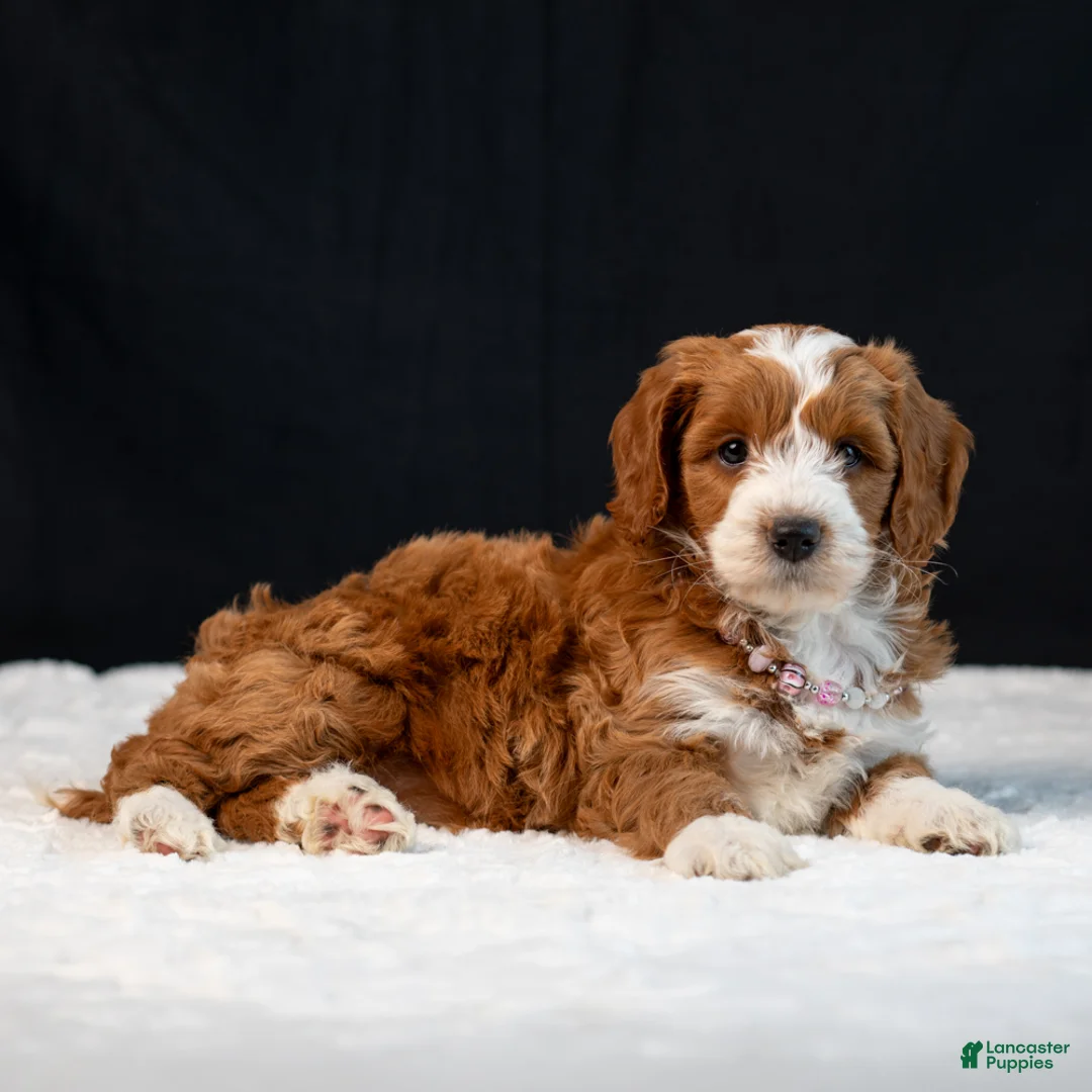 Mini Goldendoodle dogs for sale: Blossom - Ad 2