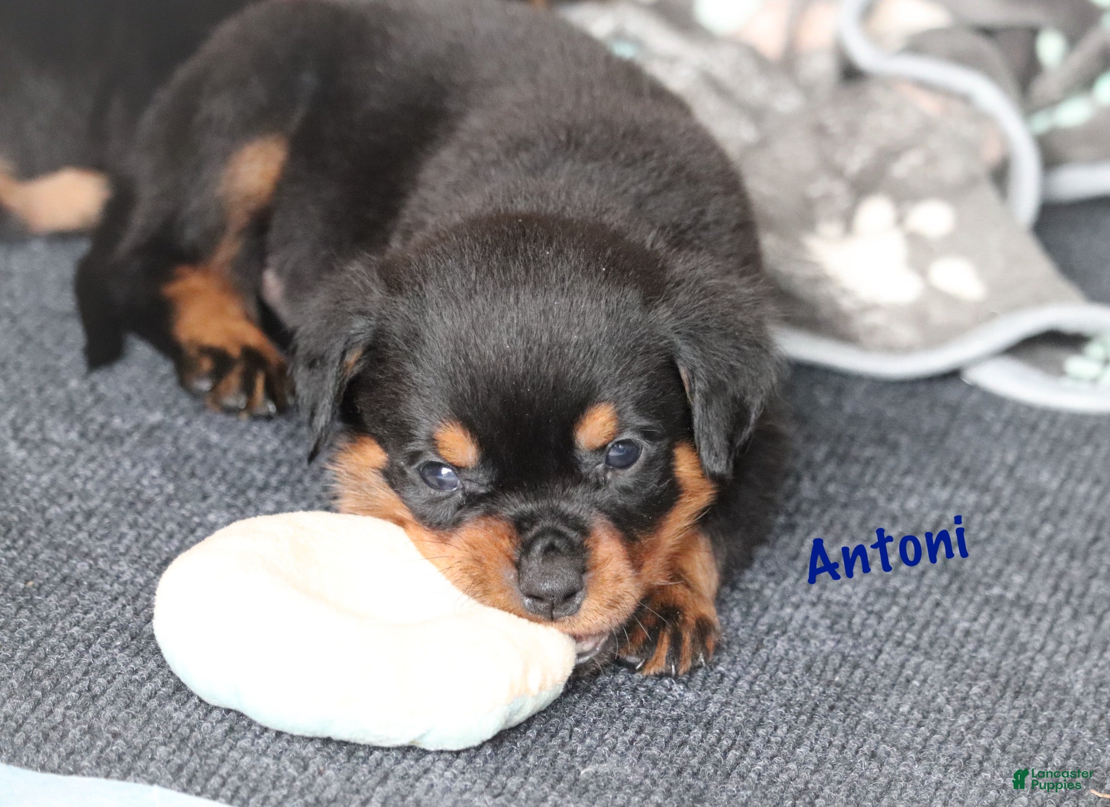 Rottweiler dogs Antoni  - Ad 1