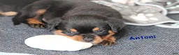 Rottweiler dogs for sale: Antoni  - Ad 1