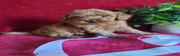 Miniature Poodle dogs for sale: Cinnamon - Ad 5