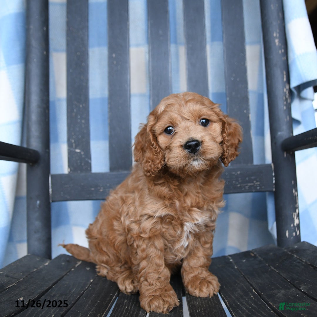 Cockapoo dogs for sale: Rascal - Ad 3