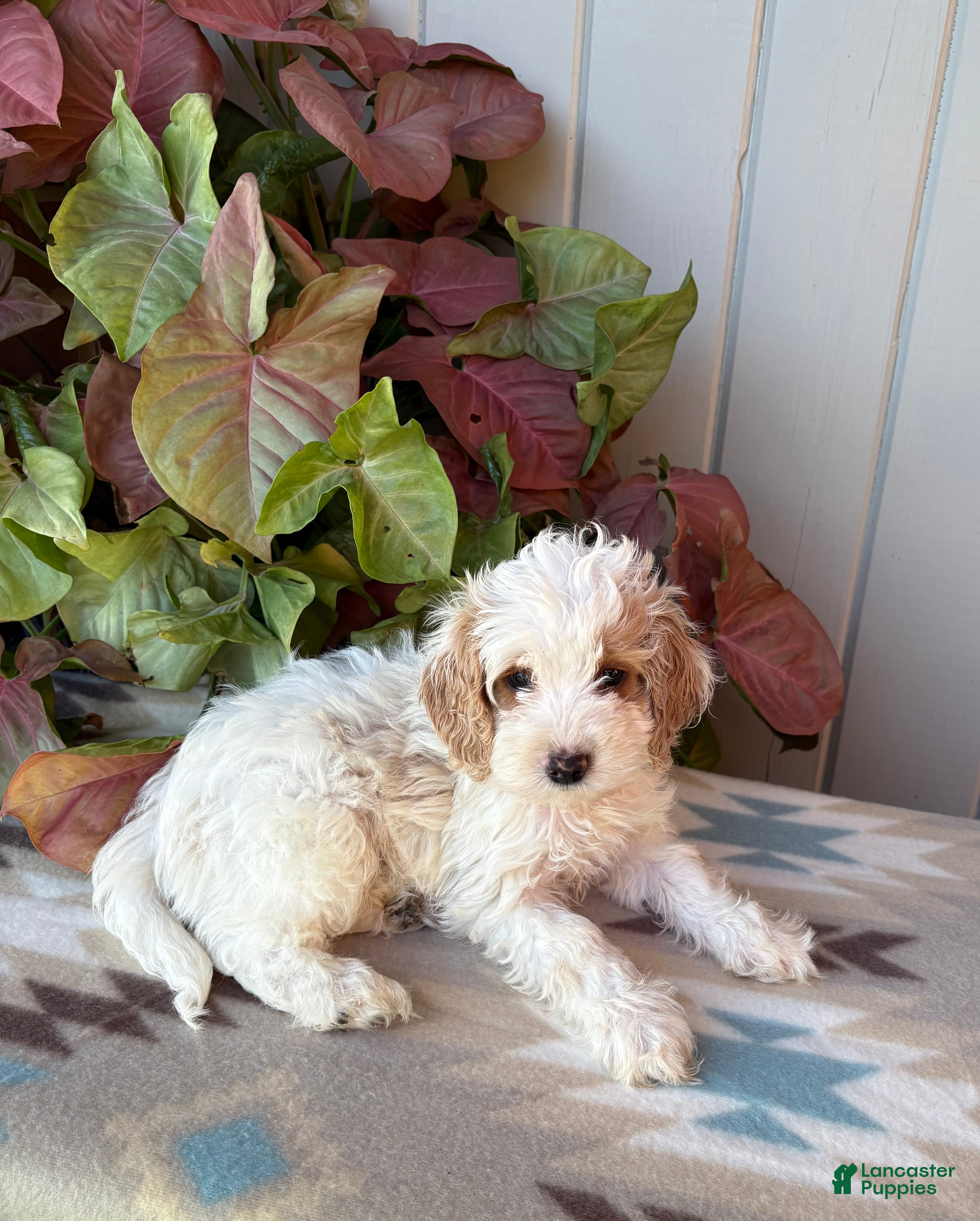 Cockapoo dogs Buddy  - Ad 2