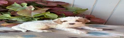 Cockapoo dogs for sale: Buddy  - Ad 2