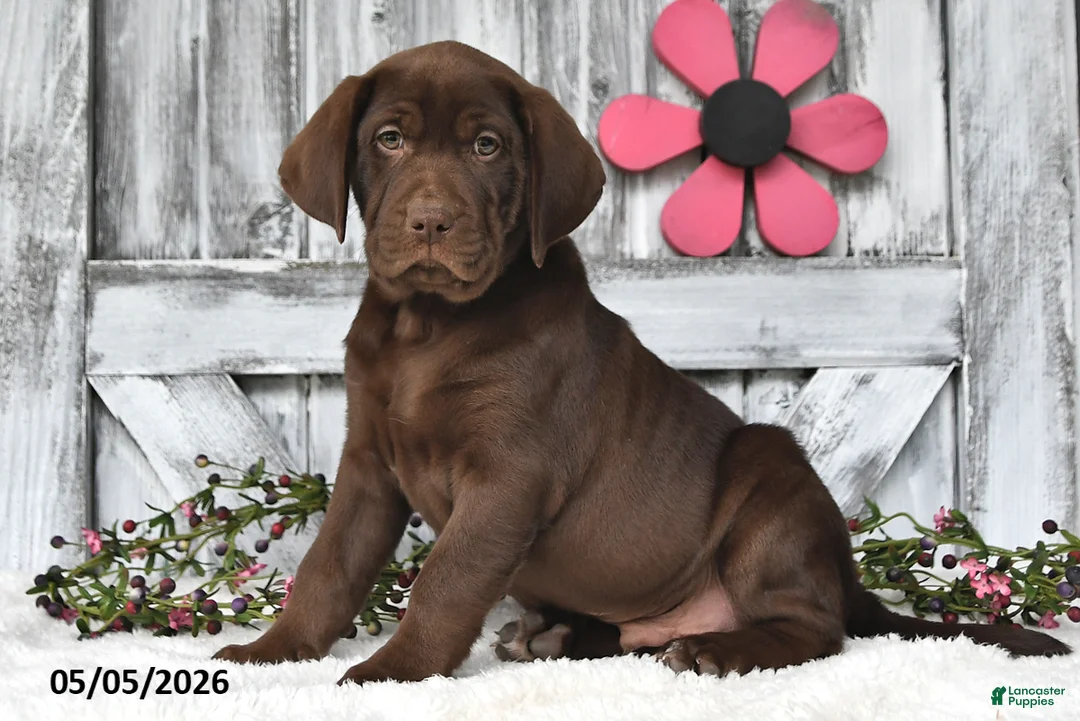 Labrador Retriever dogs for sale: Dakota - Ad 1