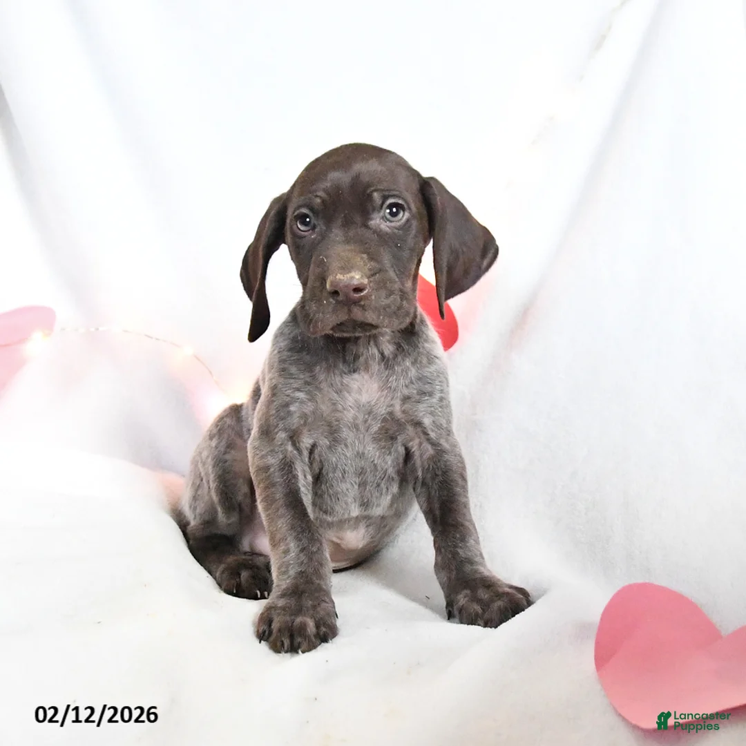 German Shorthaired Pointer dogs for sale: Rusty - Ad 5