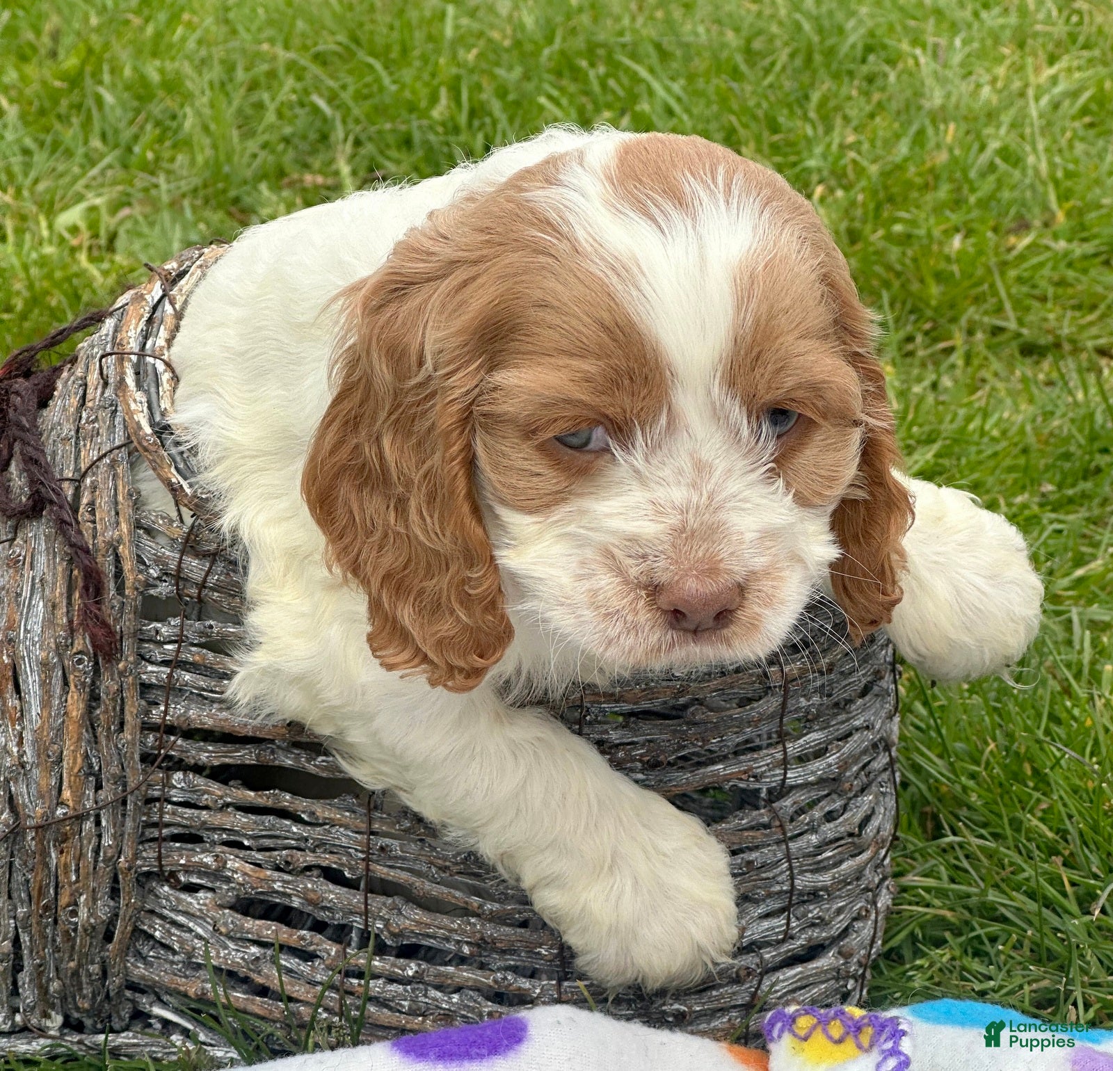 Cockapoo dogs Cockapoo Cari - Ad 15