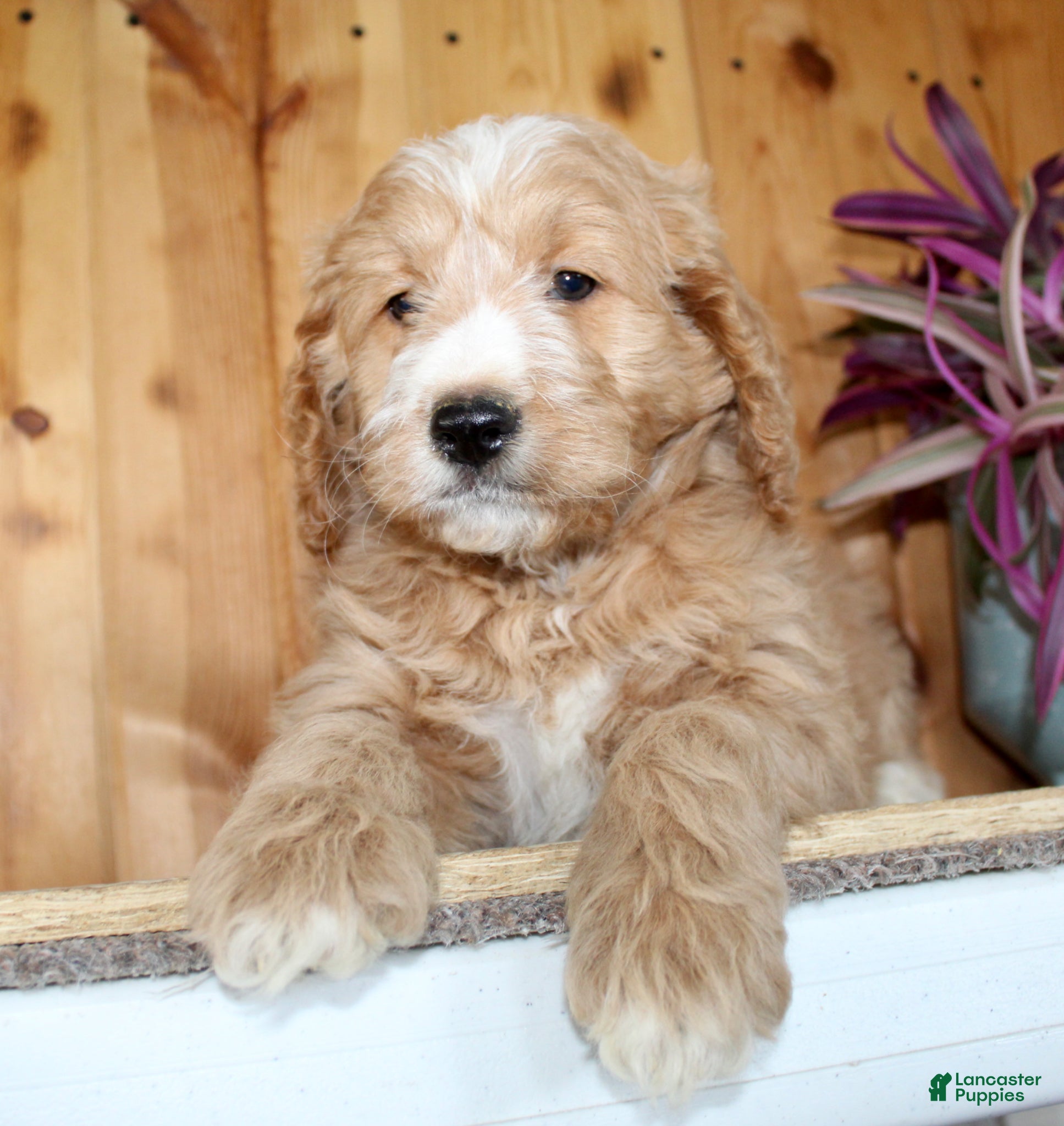 Mini Goldendoodle dogs Parker  - Ad 2