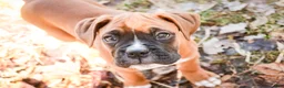 Boxer dogs for sale: Espresso - Ad 8