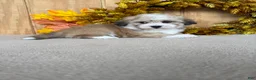 Teddy Bear dogs for sale: Teddy - Ad 10