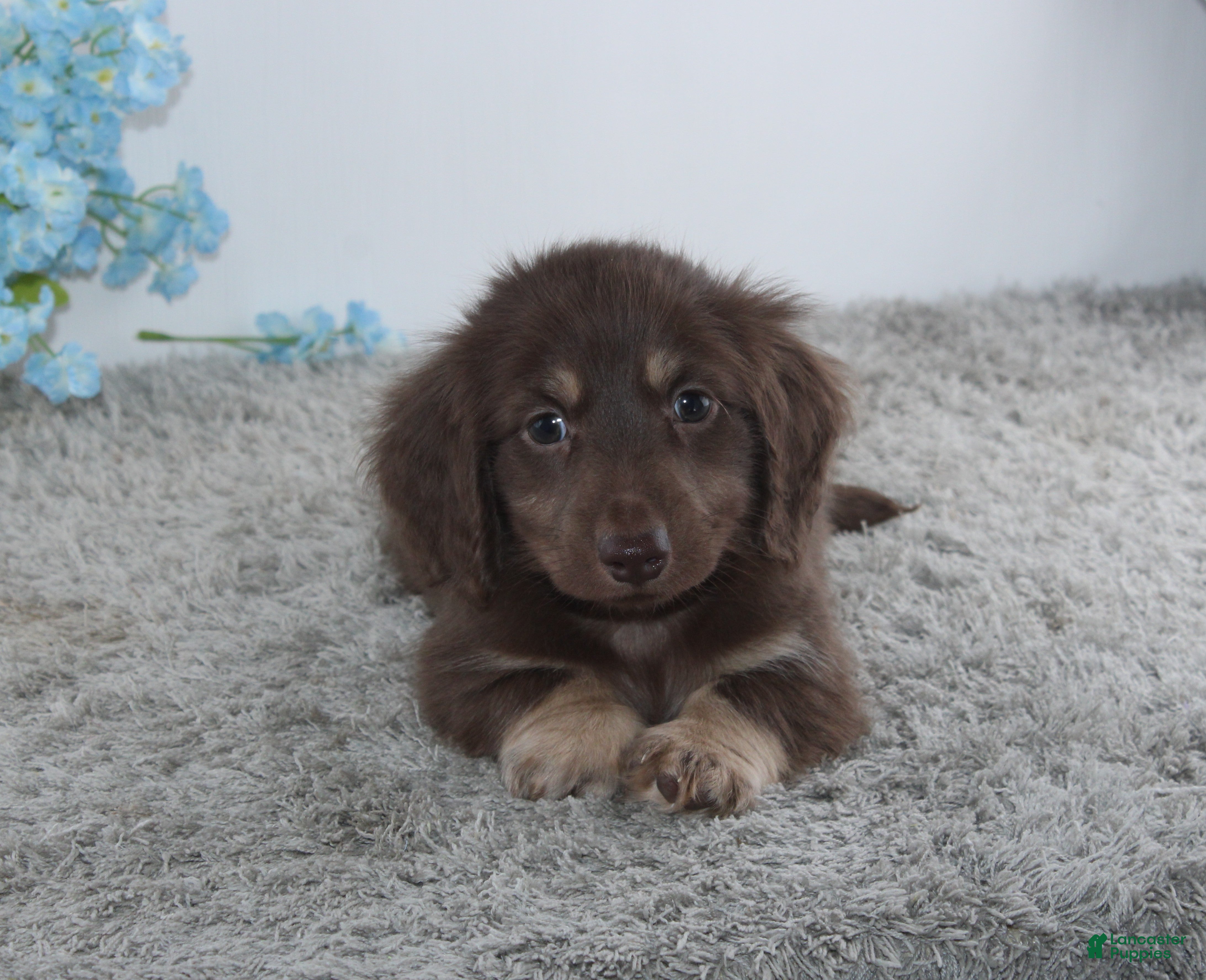 Miniature Dachshund dogs for sale: Jason - Ad 3
