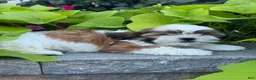 Shih Tzu dogs for sale: Skylar - Ad 2