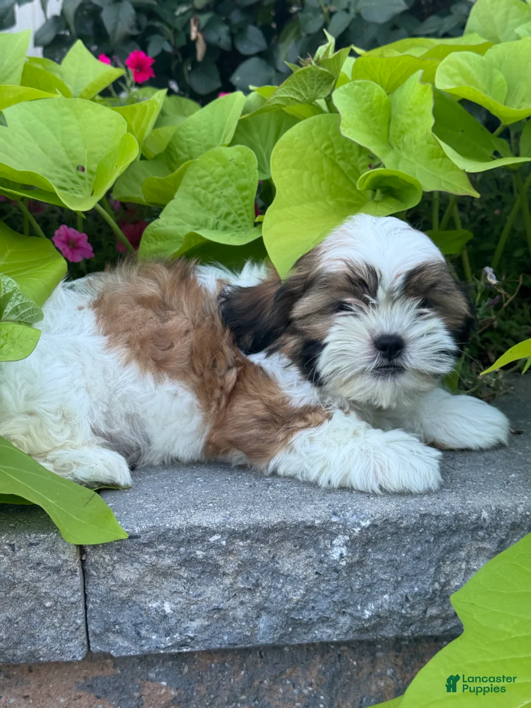 Shih Tzu dogs for sale: Skylar - Ad 2