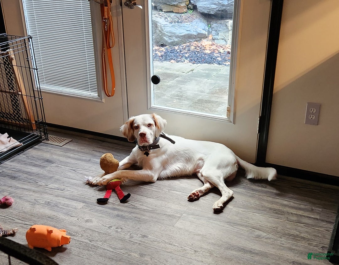 English Setter dogs for sale: English Setter Puppy 1 - Ad 3