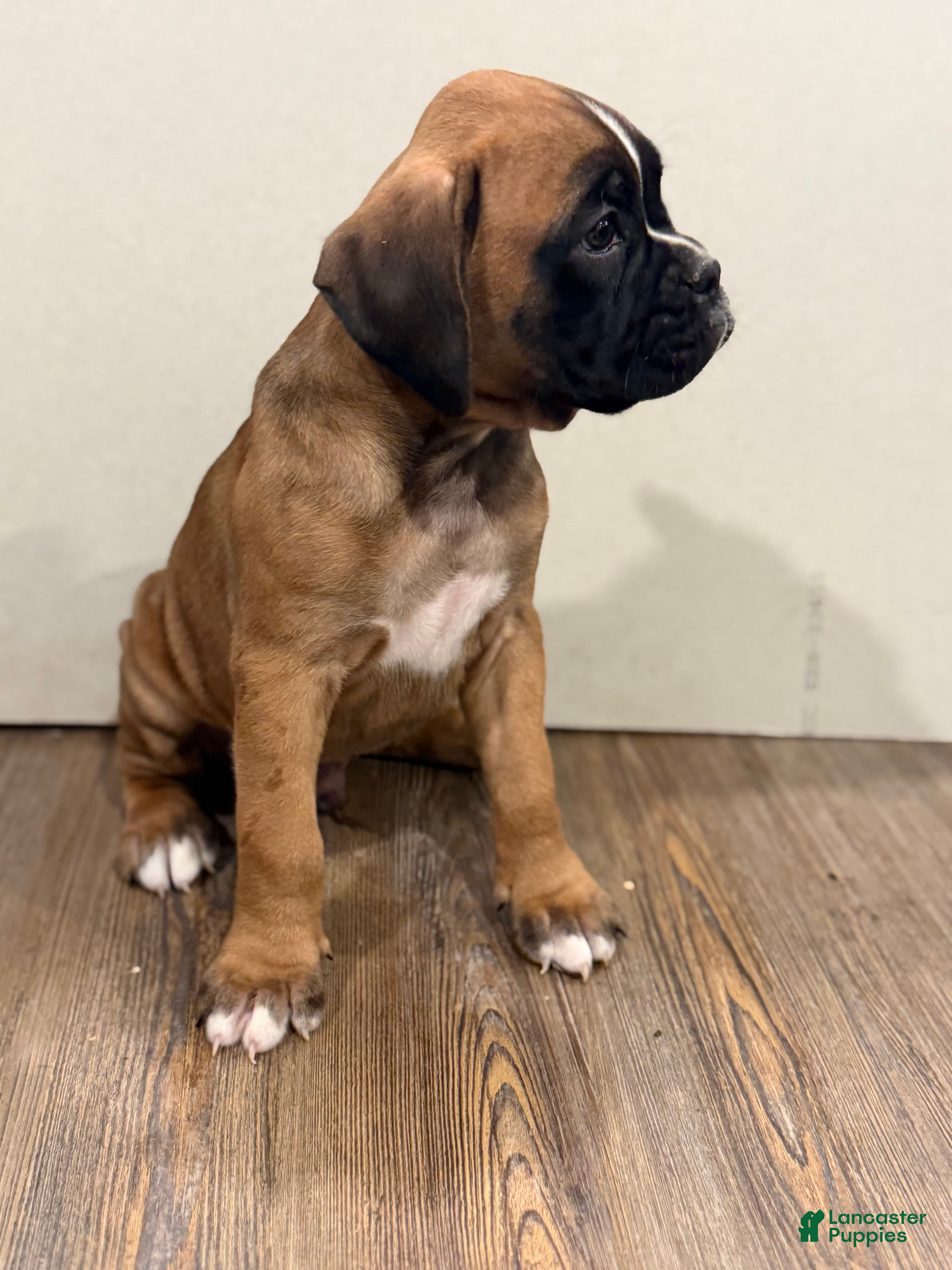 Boxer dogs Brownie  - Ad 2
