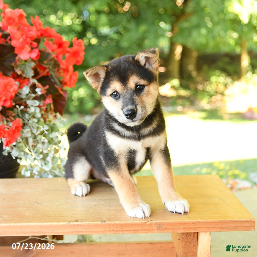 Shiba Inu dogs Kitkat - Ad 2