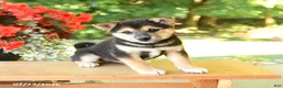 Shiba Inu dogs for sale: Kitkat - Ad 2
