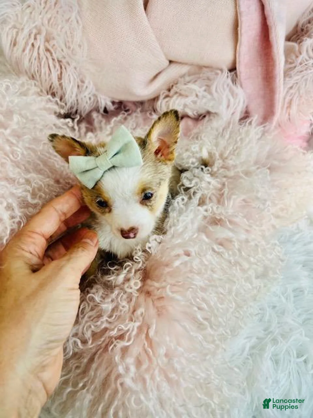 Chihuahua dogs for sale: Chihuahua Puppy 1 - Ad 2