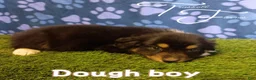 Australian Shepherd dogs for sale: Dough Boy - Ad 1