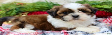 Shih Tzu Puppy 2