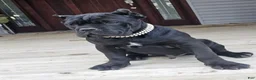 Cane Corso dogs for sale: ZEUS - Ad 12