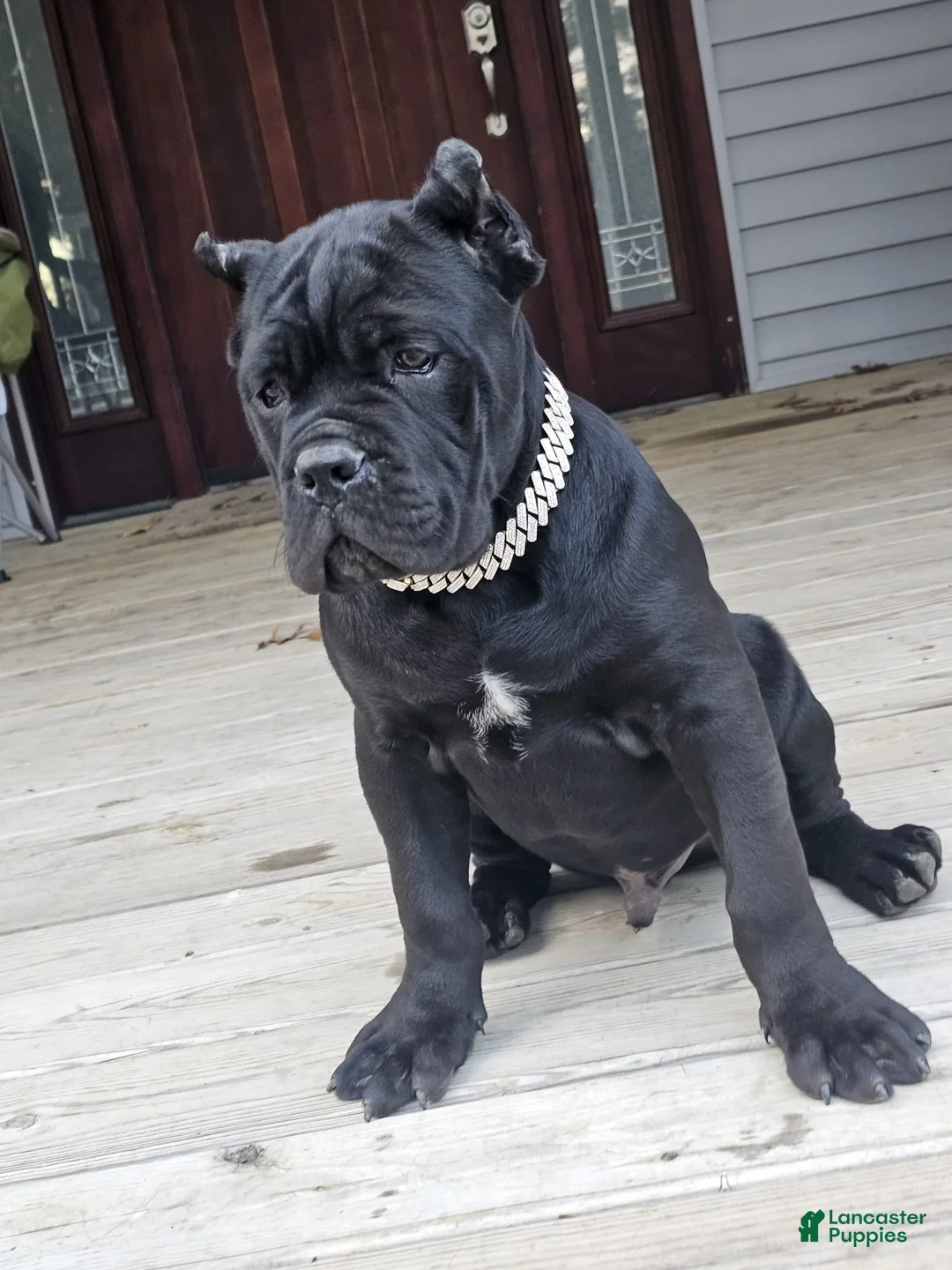 Cane Corso dogs for sale: ZEUS - Ad 12
