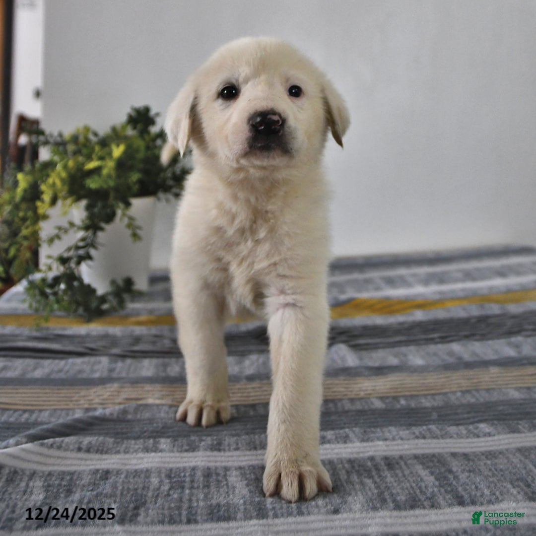 Mixed Breed dogs for sale: Peanut  - Ad 1