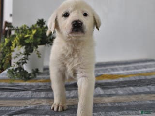 Mixed Breed dogs Peanut - Ad 8