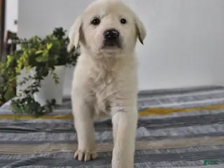 Mixed Breed dogs Peanut - Ad 30