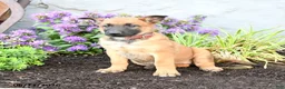 Belgian Malinois dogs for sale: Delta - Ad 4