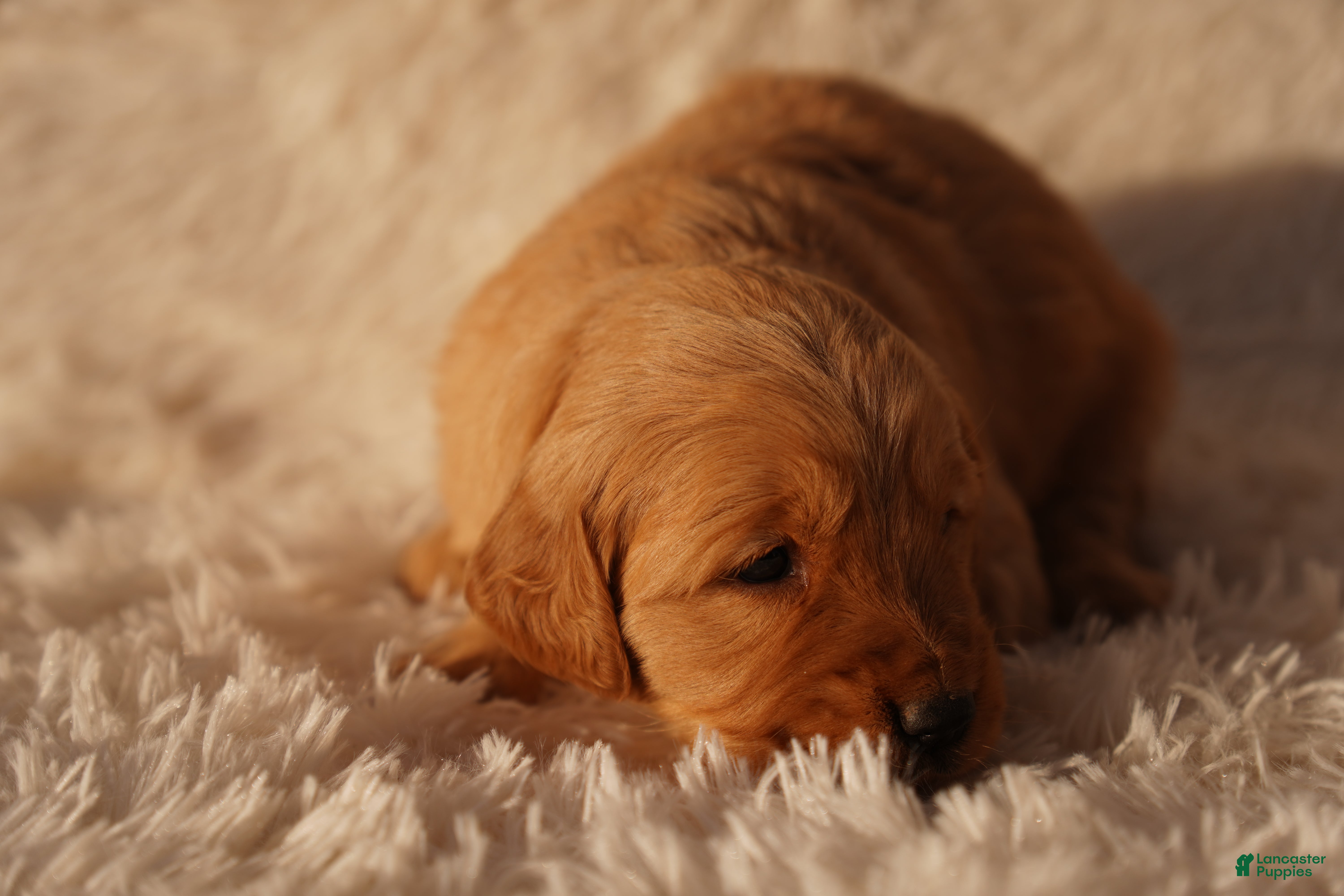 Golden Retriever dogs Ali - AKC, Genetically Clear - Ad 3