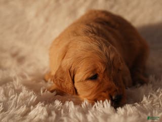 Golden Retriever dogs Ali - AKC, Genetically Clear - Ad 3