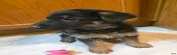 Golden Shepherd dogs for sale: Golden Shepherd Puppy 7 - Ad 5