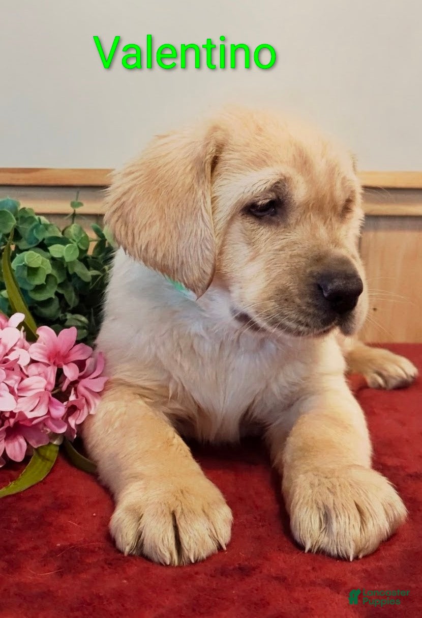 Goldador dogs Valentino - Ad 8