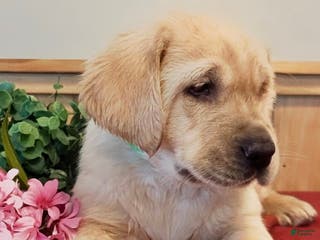 Goldador dogs Valentino - Ad 10