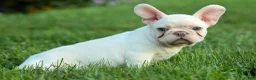French Bulldog dogs for sale: Snoopy 🐶 - Ad 19
