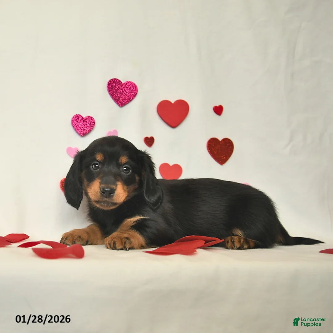 Miniature Dachshund dogs for sale: Oakley  - Ad 4