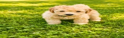 Mini Goldendoodle dogs for sale: Hardy - Ad 3