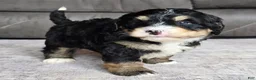 Mini Bernedoodle dogs for sale: Mini Willow - Ad 4