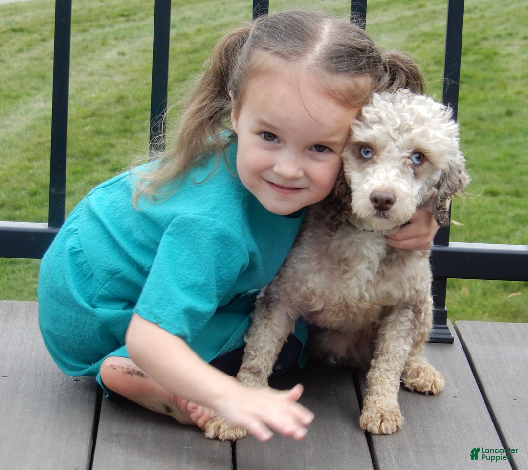 Cockapoo dogs for sale: Ricco - Ad 8