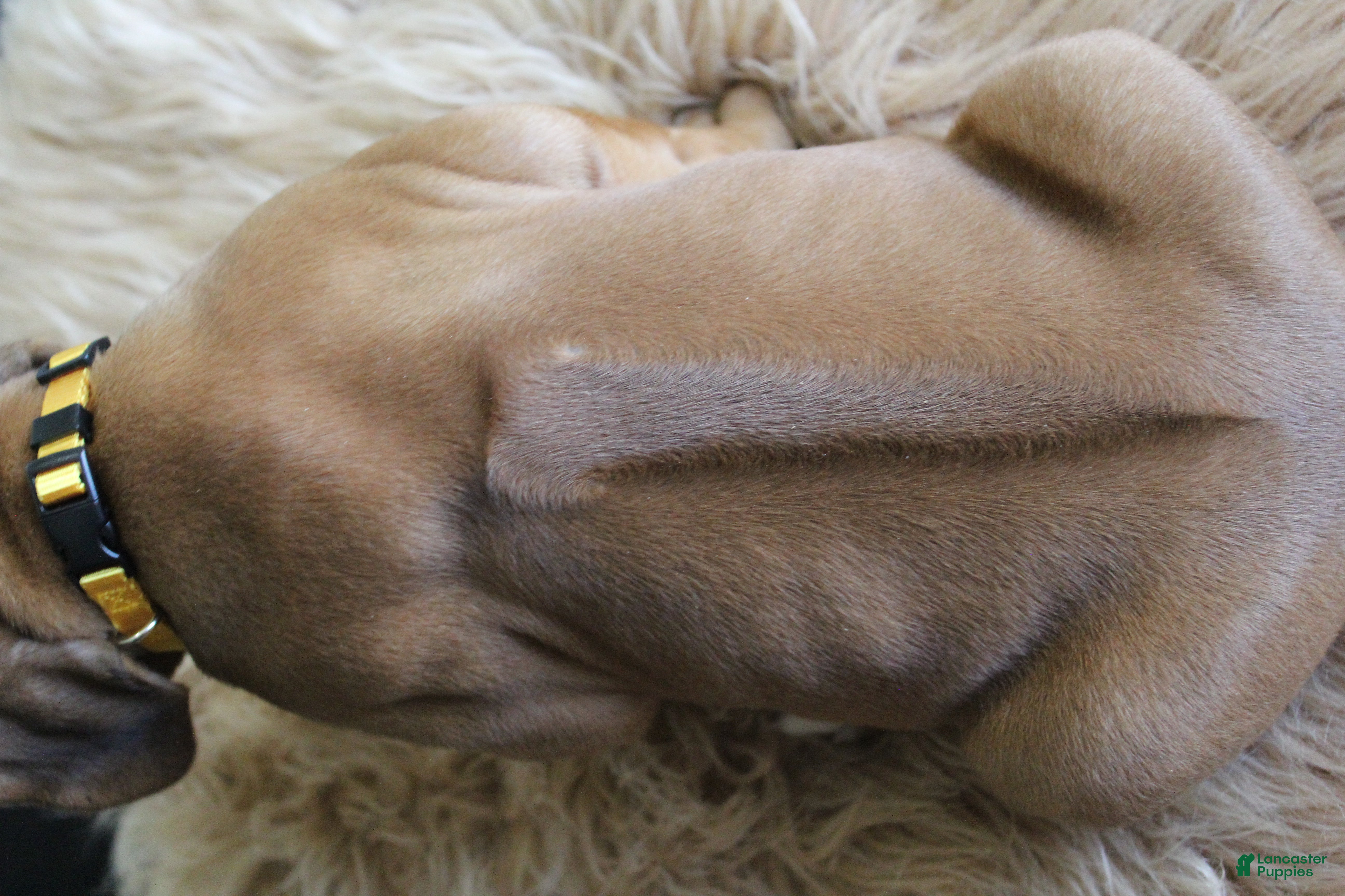 Rhodesian Ridgeback dogs Boone - Ad 2