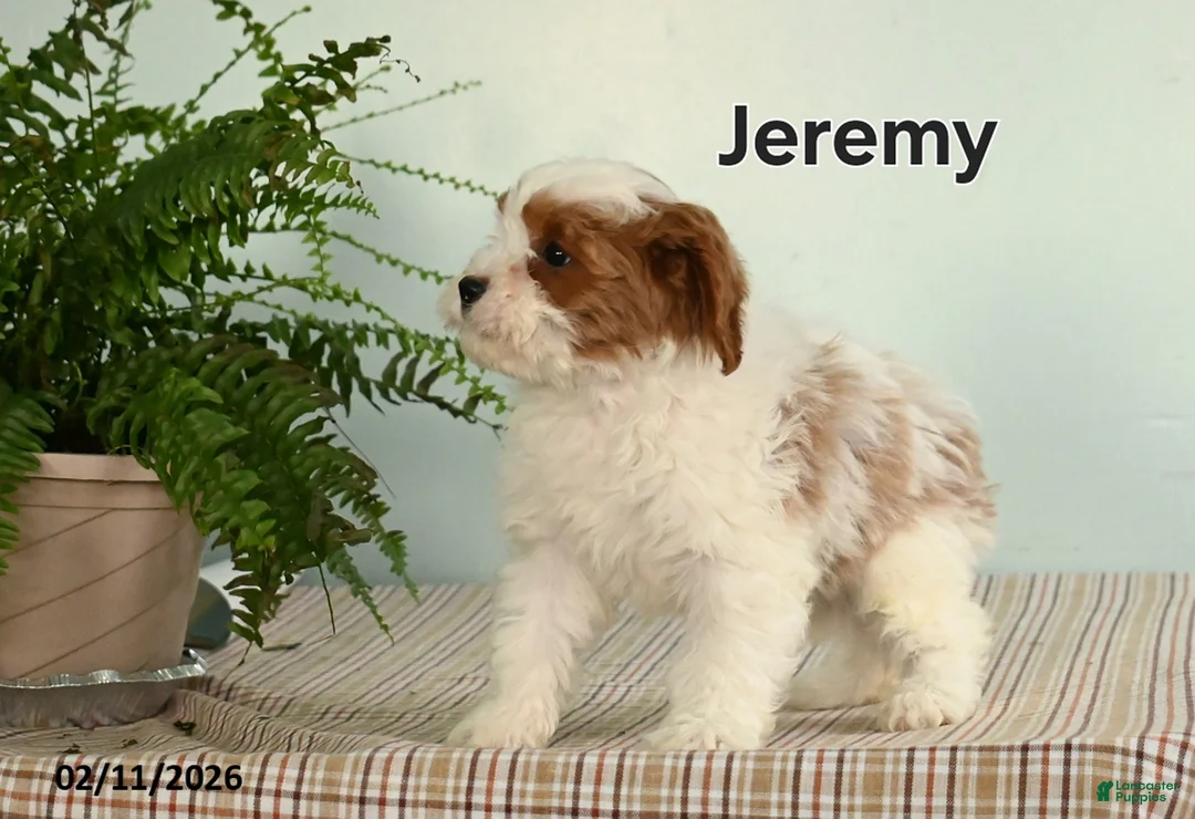Cavapoo dogs for sale: Jeremy - Ad 3