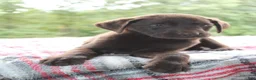 Labrador Retriever dogs for sale: Cocoa - Ad 5