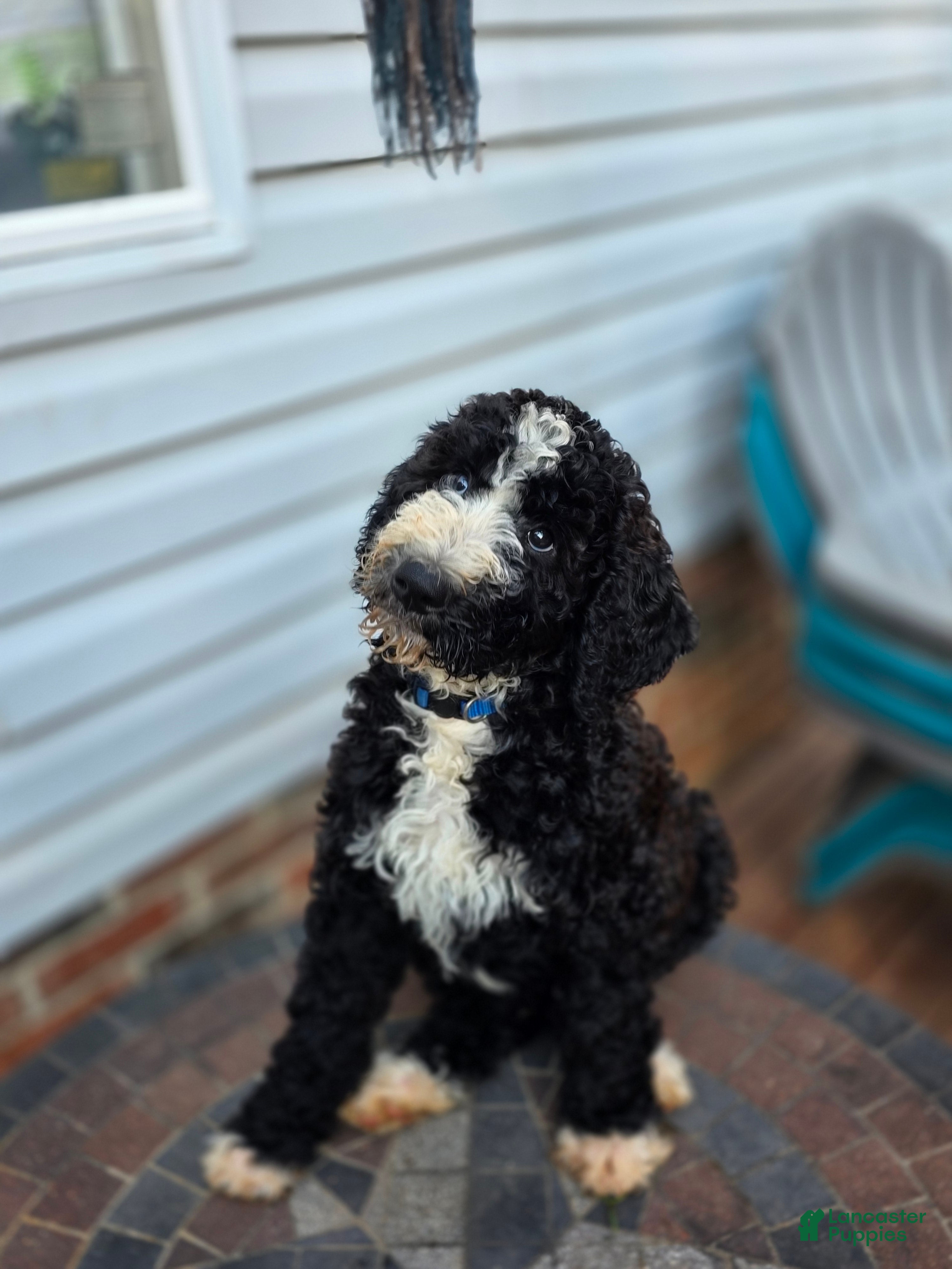 Bernedoodle dogs Royal - Ad 1