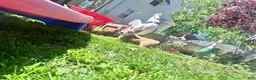 Welsh Corgi Pembroke dogs for sale: Possum - Ad 3