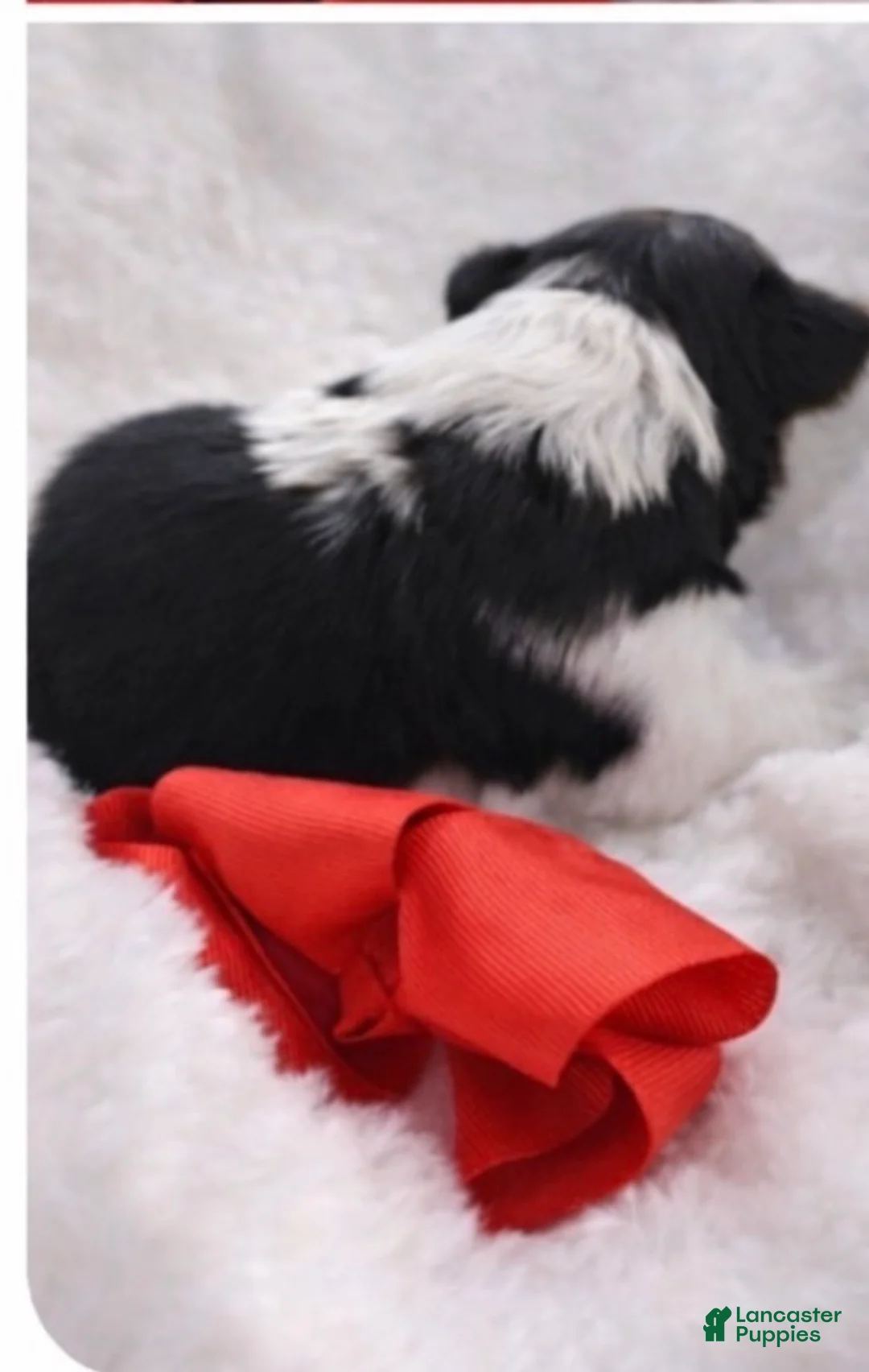 Biewer Terrier dogs for sale: Rossie - Ad 2