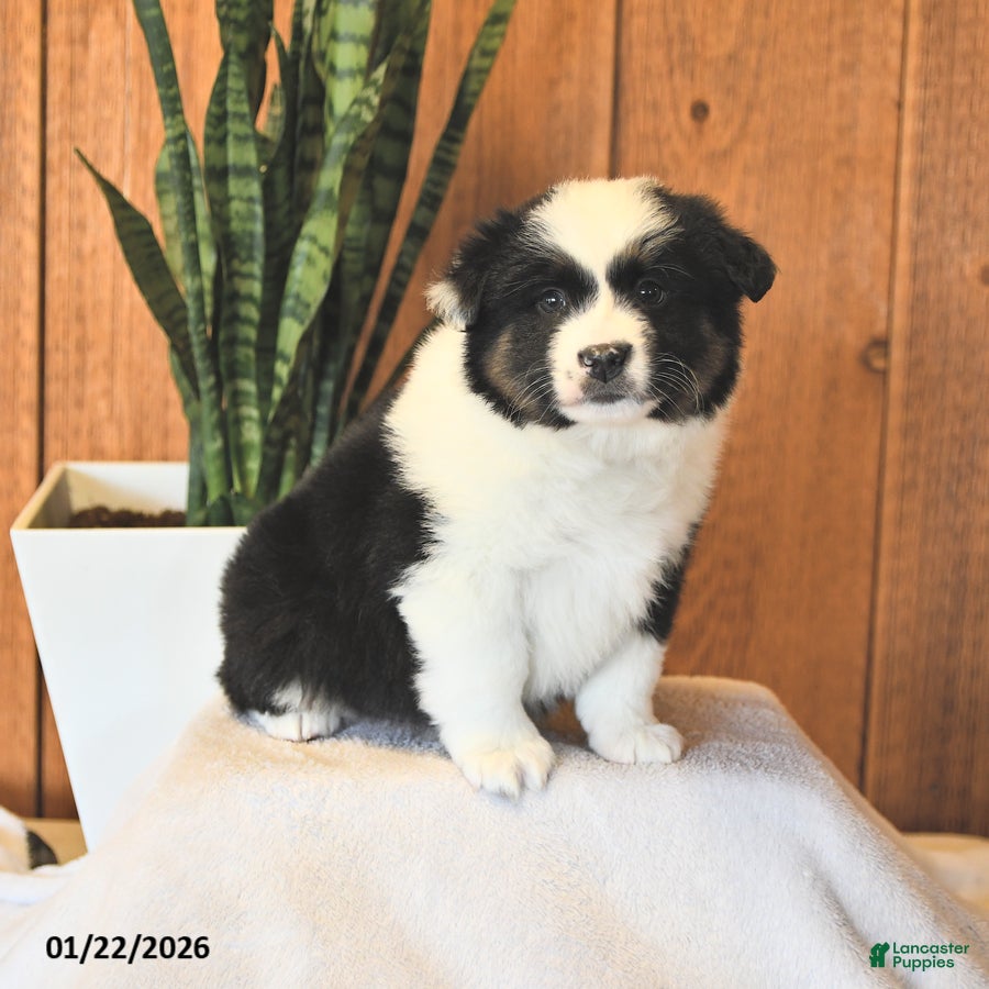 Miniature Australian Shepherd dogs Logan - Ad 2